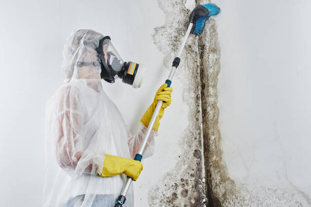 Best White Mold Remediation in Shoh, IL