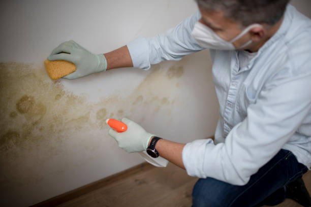 Best HVAC Mold Remediation in Shoh, IL