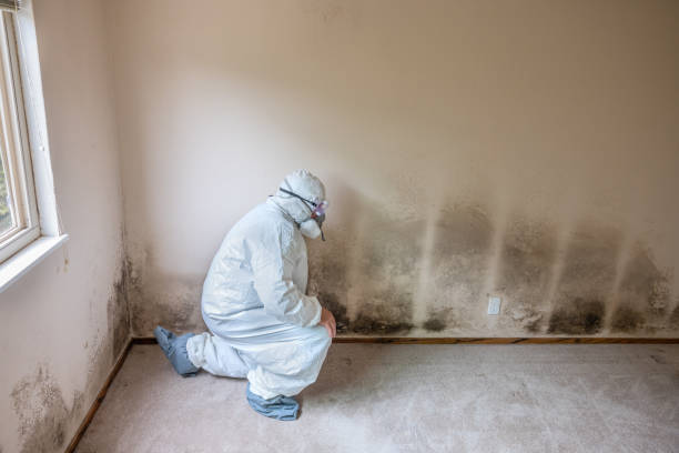 Best Attic Mold Remediation in Shoh, IL