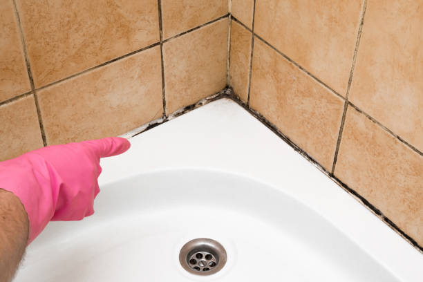 Best Mold Testing and Inspection Services in Shoh, IL