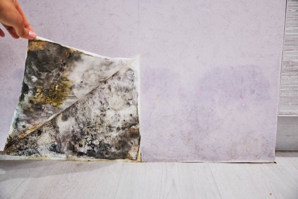 Best Kitchen Mold Remediation in Shoh, IL